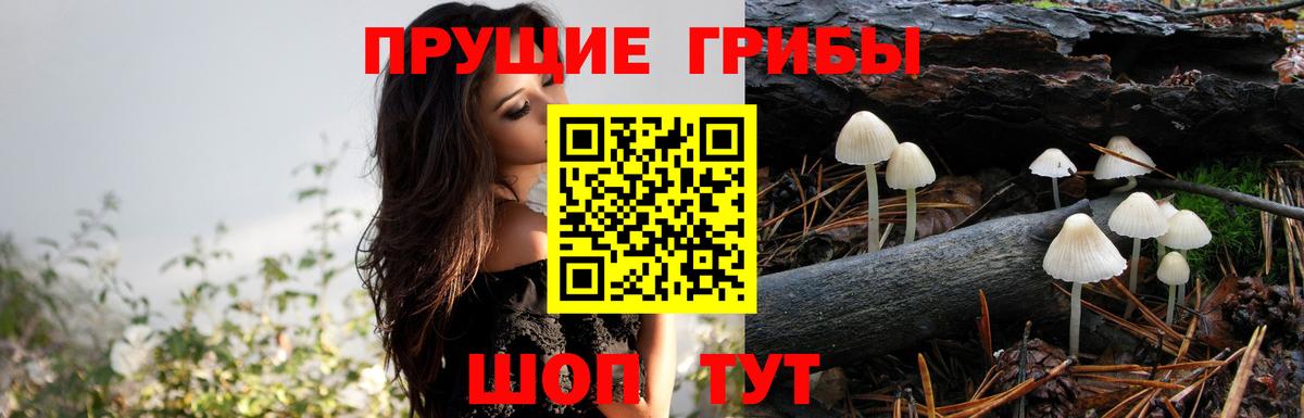 Галлюциногенные грибы Psilocybe Вологда